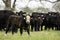 Black baldy calf in front of herd