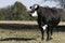 Black baldy cow in autumn pasture