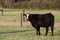 Black baldy cow in pasture