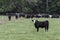 Black baldy in front of herd