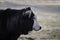 Black baldy heifer calf in profile with negative space