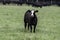 Black baldy heifer in foreground