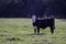 Black baldy heifer late afternoon pasture