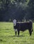 Black baldy heifer portrait in late afternoon sun