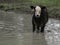 Black baldy standing in water