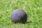 Black ball on greed grass.