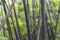 Black bamboo or phyllostachys nigra