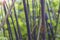 Black bamboo or phyllostachys nigra close up