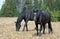 Black Band Stallion and Black Mare on Sykes Ridge in the Pryor Mountains Wild Horse Range on the Montana Wyoming border