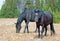 Black Band Stallion and Black Mare on Sykes Ridge in the Pryor Mountains Wild Horse Range on the Montana Wyoming border