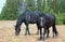 Black Band Stallion and Black Mare on Sykes Ridge in the Pryor Mountains Wild Horse Range on the Montana Wyoming border