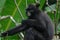 Black Bande langur Presbytis femoralis