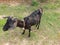 Black Bangal  Goat.