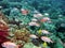 Black Bar Soldier Fish on a reef in Kona Hawaii