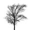 Black bare tree photo silhouette isolated on white