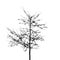 Black bare wild apple tree photo silhouette on white