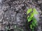 Black bark with green leaves grow beautiful