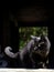 Black barn cat looking around before coming out into the yard