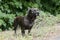 Black Bassador Lab Basset Hound mixed breed dog