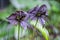 Black bat flower across with long whiskers