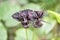 Black bat flower across with long whiskers