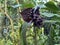 Black bat flower Tacca chantrieri, Die Fledermausblume, Teufelsblume, Fledermauspflanze or DÃ¤monenblÃ¼te Daemonenbluete