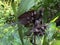 Black bat flower Tacca chantrieri, Die Fledermausblume, Teufelsblume, Fledermauspflanze or DÃ¤monenblÃ¼te Daemonenbluete