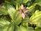 Black bat flower Tacca Chantrieri and green leaves