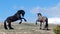 Black and Bay Roan Stallions fighting on the mountaintop in the Rocky Mountains of Wyoming United States