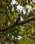 Black baza perched on a branch