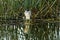 Black beaked night heron with white chest on shoreline among reeds reflected