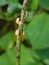 Black bean aphid