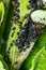 The black bean aphid Aphis fabae