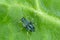 The black bean aphid Aphis fabae. Other common names include blackfly, bean aphid and beet le