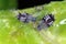 The black bean aphid Aphis fabae. Other common names include blackfly, bean aphid and beet le