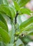 Black bean aphids or black fly on broad bean plant, UK garden