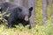 Black Bear 1