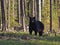 Black Bear