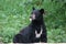 Black Bear