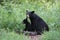 Black Bear