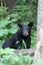 Black Bear