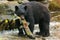 Black bear, Alaska