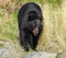 Black bear in The Alaska Wildlife Conservation Center AWCC