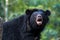 Black bear in animal conservation, Tat Kuang Si waterfalls, Luang Prabang, Laos