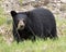 Black Bear Animal Stock Photos.  Black Bear animal close-up profile view foraging in the field