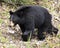 Black Bear Animal Stock Photos.  Black Bear animal close-up profile view foraging in the field