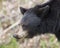 Black Bear Animal Stock Photos.  Black Bear animal head close-up profile with a bokeh background