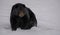 Black bear being caught in the snow