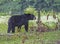 A Black Bear checks a fallen limb, hunting for cherries.