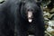 Black Bear Closeup, British Columbia, Canada